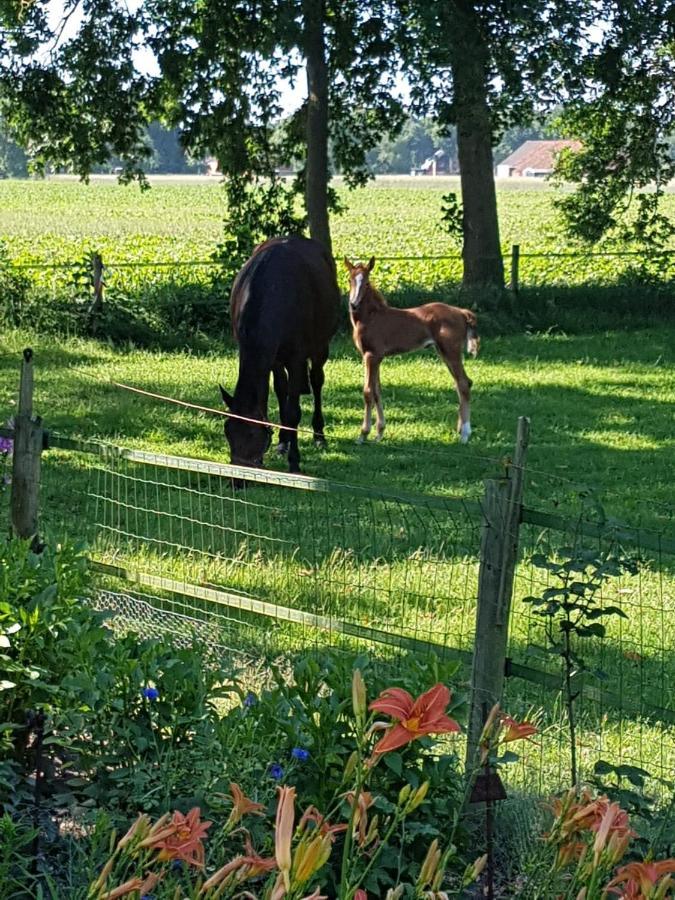 Westert Hoeve Vriescheloo Exteriör bild
